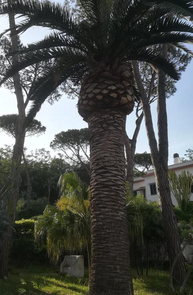 Villa Iscla Maison D'Hotes Ischia Eksteriør bilde